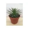 Agave Stricta Nana -Fleurs & Plantes Soldes Boutique 15133