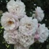 Rosier Grimpant Blush Noisette -Fleurs & Plantes Soldes Boutique 3914604645 75fd68907d o 20rosier blush noisette 771438 1