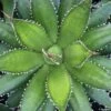 Agave Horrida -Fleurs & Plantes Soldes Boutique AGAVE horrida IF 18988 1