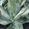 Agave Salmiana - Agave De Salm 1 Agave Salmiana - Agave De Salm -Fleurs & Plantes Soldes Boutique AGAVE salmiana IF 189910 1
