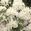 Azalée Du Japon Schneewittchen - Rhododendron Hybride -Fleurs & Plantes Soldes Boutique AZALEE JAP SCHNEEWITTCHEN Copyright Minier 7832 1