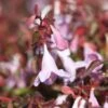 Abelia Pinky Bells 2 Abelia Pinky Bells -Fleurs & Plantes Soldes Boutique Abelia Pinky Bells Noble 83904 1