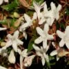Abelia Grandiflora Sherwood -Fleurs & Plantes Soldes Boutique Abelia grandiflora Sherwood 1000132 1