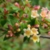 Abelia X Grandiflora Sunny Charm - Abélia à Grandes Fleurs. -Fleurs & Plantes Soldes Boutique Abelia x grandiflora Sunny Charm MINDUO1 82321 1