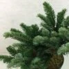 Abies Amabilis Spreading Star - Sapin Gracieux Nain -Fleurs & Plantes Soldes Boutique Abies amabilis Spreading Star 607002 1