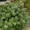 Sapin Nain - Abies Balsamea Piccolo -Fleurs & Plantes Soldes Boutique Abies balsamea Piccolo 0609002 1