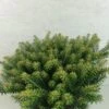 Abies Koreana Luminetta - Sapin De Corée Nain -Fleurs & Plantes Soldes Boutique Abies koreana Luminetta 611002 1