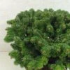 Sapin De Nordmann - Abies Nordmanniana Münsterland -Fleurs & Plantes Soldes Boutique Abies nordmanniana Munsterland 615002 1