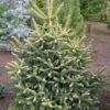 Sapin D'Espagne Doré - Abies Pinsapo Aurea -Fleurs & Plantes Soldes Boutique Abies pinsapo Aurea 89183 1
