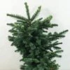 Sapin Noble - Abies Procera Bizarro 2 Sapin Noble - Abies Procera Bizarro -Fleurs & Plantes Soldes Boutique Abies procera Bizarro 616002 1