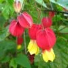 Abutilon Megapotamicum - Abutilon Du Grand Fleuve. 2 Abutilon Megapotamicum - Abutilon Du Grand Fleuve. -Fleurs & Plantes Soldes Boutique Abulilon megapotamicum 83213 1