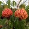 Abutilon Striatum Redvein -Fleurs & Plantes Soldes Boutique Abutilon redvein IF 17337 1