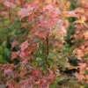 Erable Plane - Acer Ample Surprise -Fleurs & Plantes Soldes Boutique Acer AMPLE SURPRISE 83906 1