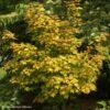 Erable Hybride - Acer X Orientalia Minorient 1 Erable Hybride - Acer X Orientalia Minorient -Fleurs & Plantes Soldes Boutique Acer X ORIENTALIA Minorient 83936 1