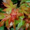 Acer Cappadocicum Rubrum - Érable De Colchide Rouge 2 Acer Cappadocicum Rubrum - Érable De Colchide Rouge -Fleurs & Plantes Soldes Boutique Acer cappadocicum Rubrum 87168 1 1