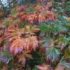 Érable Du Japon - Acer Japonicum Aconitifolium En Pot De 4/5L -Fleurs & Plantes Soldes Boutique Acer japonicum Aconitifolium ld wlcutler 781545 1
