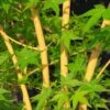 Érable Du Japon Bi Hoo - Acer Palmatum -Fleurs & Plantes Soldes Boutique Acer palmatum Bi Hoo 89579 1