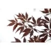 Érable Du Japon Black Lace - Acer Palmatum 2 Érable Du Japon Black Lace - Acer Palmatum -Fleurs & Plantes Soldes Boutique Acer palmatum Black Lace 89580 1