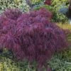 Érable Du Japon - Acer Palmatum Crimson Queen -Fleurs & Plantes Soldes Boutique Acer palmatum Crimson Queen 1000442 1