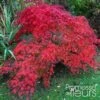 Érable Du Japon - Acer Palmatum Emerald Lace -Fleurs & Plantes Soldes Boutique Acer palmatum Emerald Lace 1000292 1