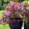 Erable Du Japon - Acer Palmatum Inaba-Shidare 2 Erable Du Japon - Acer Palmatum Inaba-Shidare -Fleurs & Plantes Soldes Boutique Acer palmatum Inaba 83920 1
