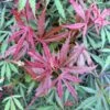 Érable Du Japon Jerre Schwartz - Acer Palmatum 1 Érable Du Japon Jerre Schwartz - Acer Palmatum -Fleurs & Plantes Soldes Boutique Acer palmatum Jarre Schwartz 89581 1