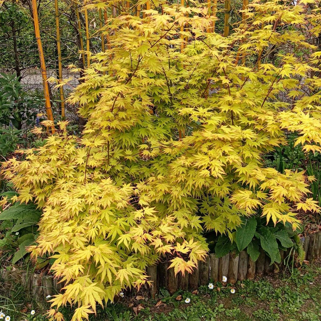 Acer Palmatum Orange Dream 3 Acer Palmatum Orange Dream