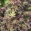 Érable Du Japon - Acer Palmatum Trompenburg -Fleurs & Plantes Soldes Boutique Acer palmatum Trompenburg 83927 1