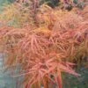 Erable Du Japon - Acer Palmatum Villa Taranto -Fleurs & Plantes Soldes Boutique Acer palmatum Villa taranto 83928 1