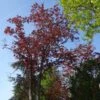 Acer Platanoides Royal Red - Érable Plane -Fleurs & Plantes Soldes Boutique Acer pseudoplatanus Royal Red 87178 1