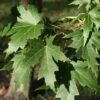 Acer Saccharinum Laciniatum Wieri - Érable Argenté -Fleurs & Plantes Soldes Boutique Acer saccharinum Laciniatum Wieri 87189 1