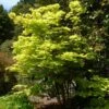 Érable Du Japon - Acer Shirasawanum Aureum 1 Érable Du Japon - Acer Shirasawanum Aureum -Fleurs & Plantes Soldes Boutique Acer shirasawanum Aureum ld wlcutler 781553 1