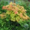 Érable Du Japon - Acer Shirasawanum Autumn Moon 2 Érable Du Japon - Acer Shirasawanum Autumn Moon -Fleurs & Plantes Soldes Boutique Acer shirasawanum Autumn moon 83917 1