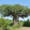 Adansonia Digitata - Baobab Africain -Fleurs & Plantes Soldes Boutique Adansonia digitata 89876 1