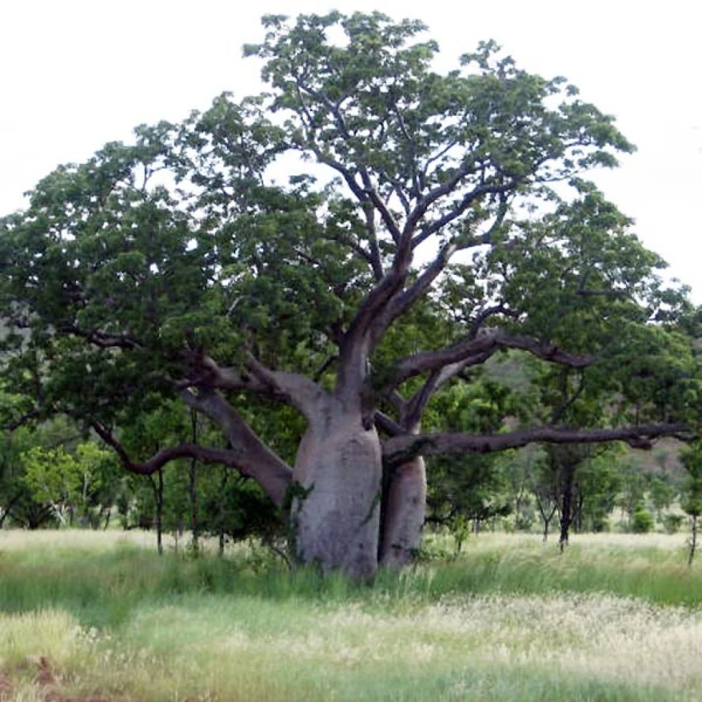 Adansonia Gregorii - Petit Baobab Australien 3 Adansonia Gregorii - Petit Baobab Australien