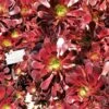 Aeonium Arboreum Garnet - Aeonium En Arbre 2 Aeonium Arboreum Garnet - Aeonium En Arbre -Fleurs & Plantes Soldes Boutique Aeonium arboreum Garnet Aeonium en arbre LD 18016 1