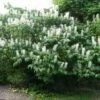 Aesculus Parviflora - Pavier Blanc 2 Aesculus Parviflora - Pavier Blanc -Fleurs & Plantes Soldes Boutique Aesculus parviflora ld wlcutler 781554 1