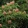 Aesculus Pavia Koehnei - Marronnier D'ornement -Fleurs & Plantes Soldes Boutique Aesculus pavia Koehnei 83939 1