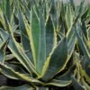 Agave Americana Variegata - Agave D'Amérique 2 Agave Americana Variegata - Agave D'Amérique -Fleurs & Plantes Soldes Boutique Agave americana Variegata 83219 1