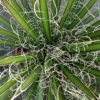 Agave Filifera -Fleurs & Plantes Soldes Boutique Agave filifera copyright 832202 1