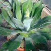 Agave Parryi Neomexicana -Fleurs & Plantes Soldes Boutique Agave parryi neomexicana 83226 1