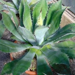 Agave Parryi Neomexicana