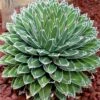 Agave Victoriae Reginae - Agave De La Reine Victoria 1 Agave Victoriae Reginae - Agave De La Reine Victoria -Fleurs & Plantes Soldes Boutique Agave victoriae reginae 83232 1