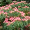 Albizia Julibrissin Ombrella - Arbre à Soie 2 Albizia Julibrissin Ombrella - Arbre à Soie -Fleurs & Plantes Soldes Boutique Albizia julibrissin Ombrella ld wlcutler 781540 1