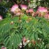 Albizia Julibrissin Rosea - Arbre à Soie Rose 2 Albizia Julibrissin Rosea - Arbre à Soie Rose -Fleurs & Plantes Soldes Boutique Albizia julibrissin Rosea 87575 1