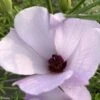 Alyogyne Delightfully - Hibiscus Bleu D'Australie -Fleurs & Plantes Soldes Boutique Alyogyne Delightfully Hibiscus bleu d Australie Faux hibiscus IF copyright 183121 1