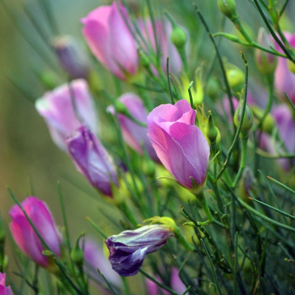 Alyogyne Hakeifolia Melissa Anne - Hibiscus Bleu D'Australie Demie-tige 3 Alyogyne Hakeifolia Melissa Anne - Hibiscus Bleu D'Australie Demie-tige