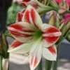 Amaryllis Ambiance* -Fleurs & Plantes Soldes Boutique Amaryllis Ambiance 56970 1