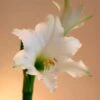 Amaryllis Amputo 1 Amaryllis Amputo -Fleurs & Plantes Soldes Boutique Amaryllis Amputo 82353 1