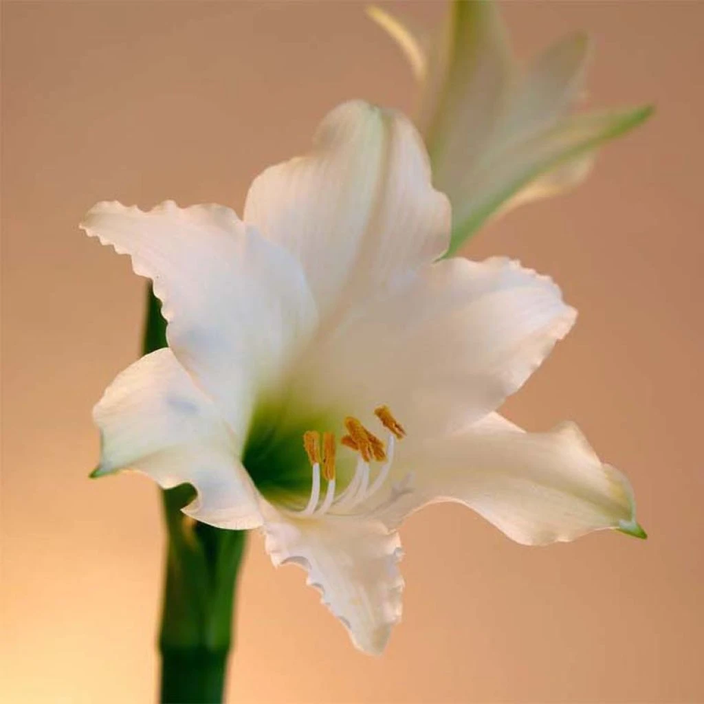 Amaryllis Amputo 3 Amaryllis Amputo